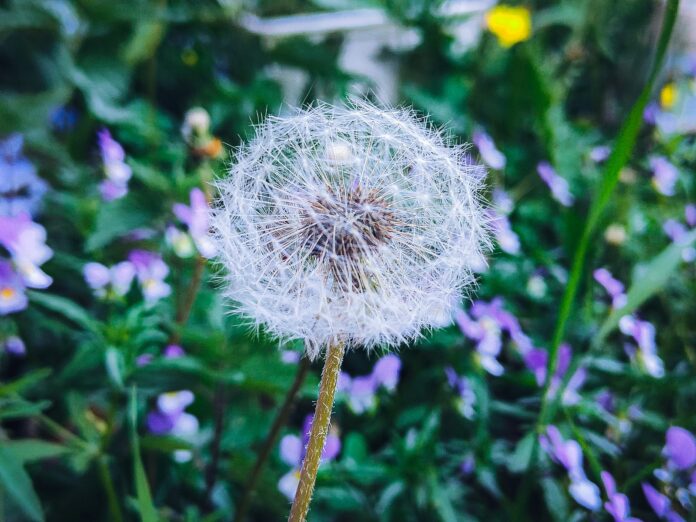 a dandelion in the middle of a field of flowers